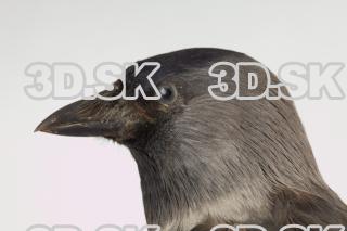 Jackdaw - Corvus monedula 0044